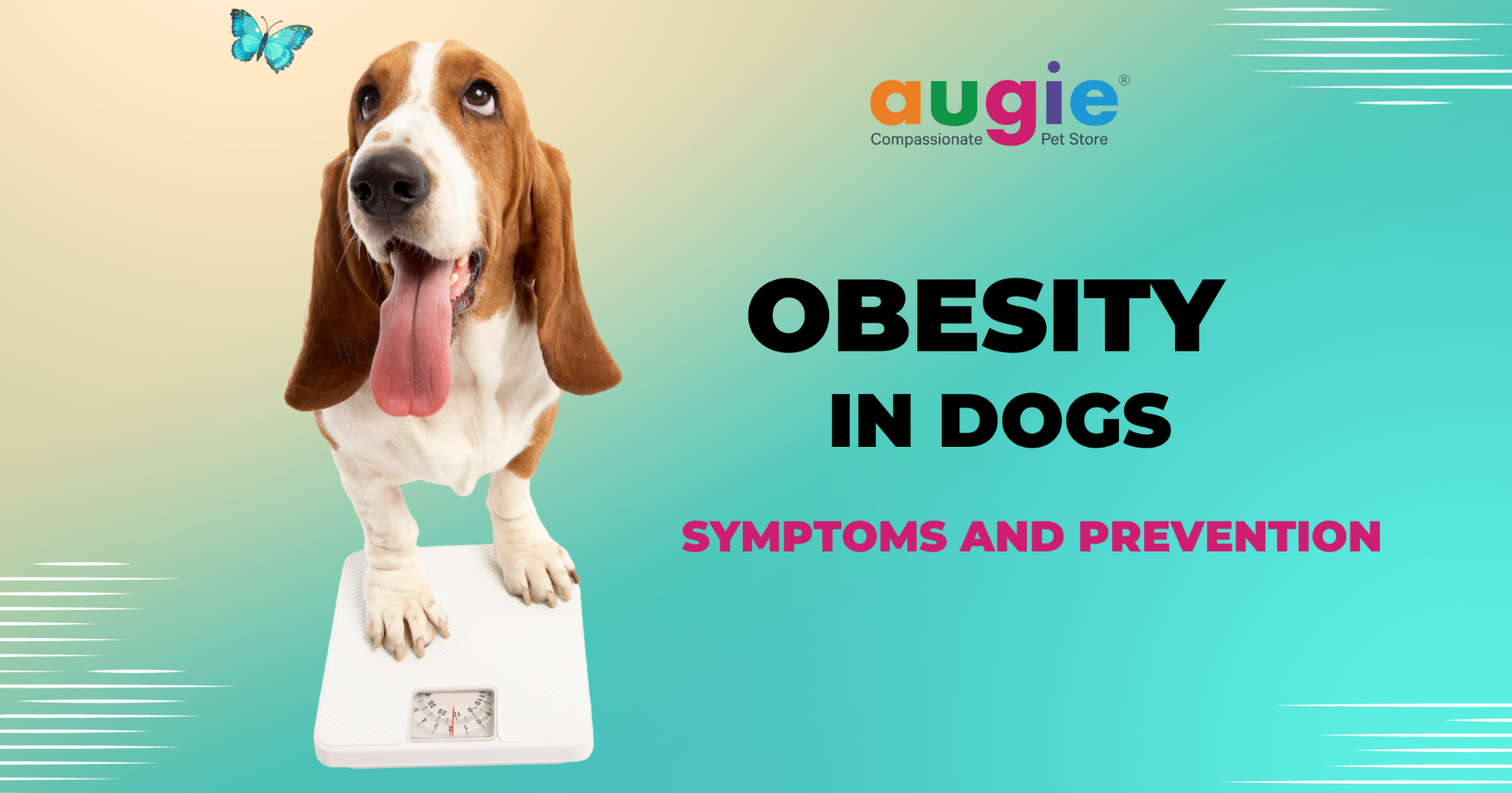 Obesity In Dogs