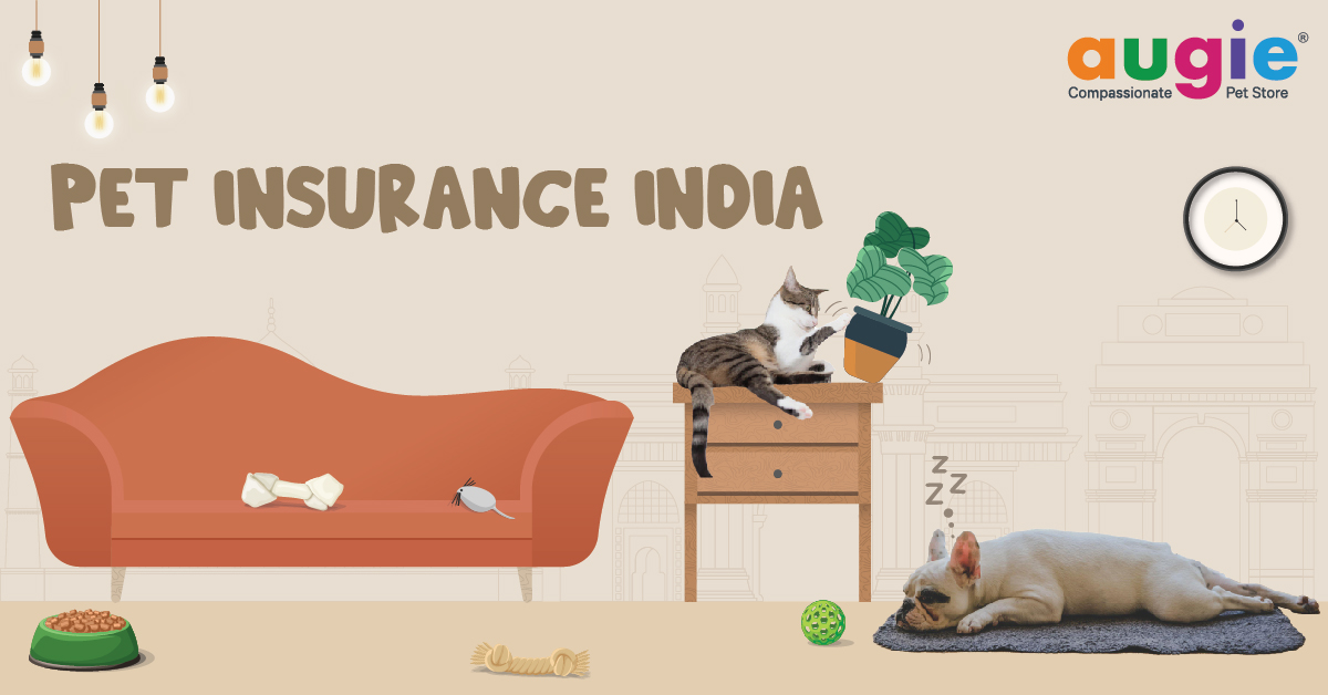 Pet Health Insurance