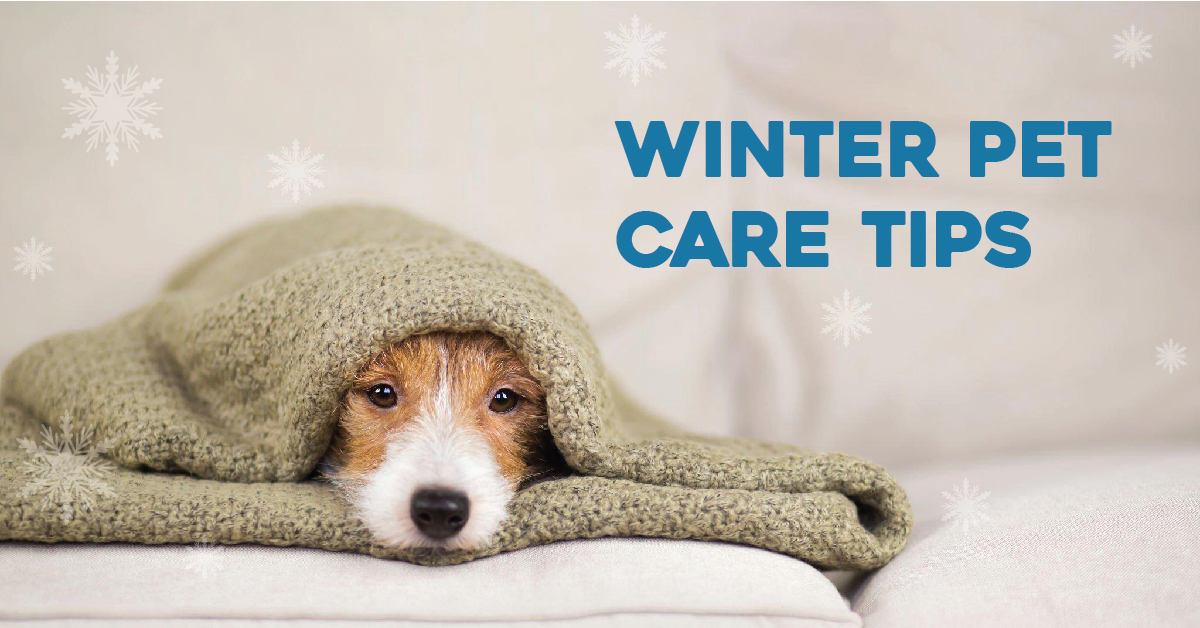 winter pet care tips for cat and dogs