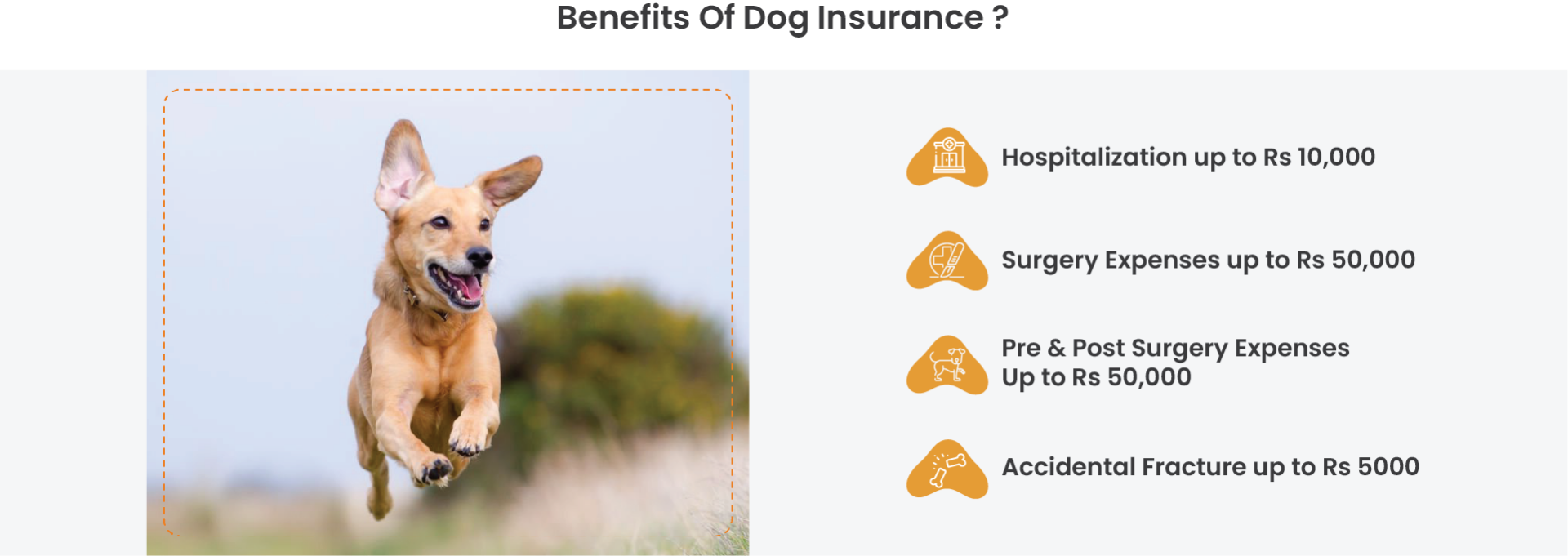 Best Dog Insurance