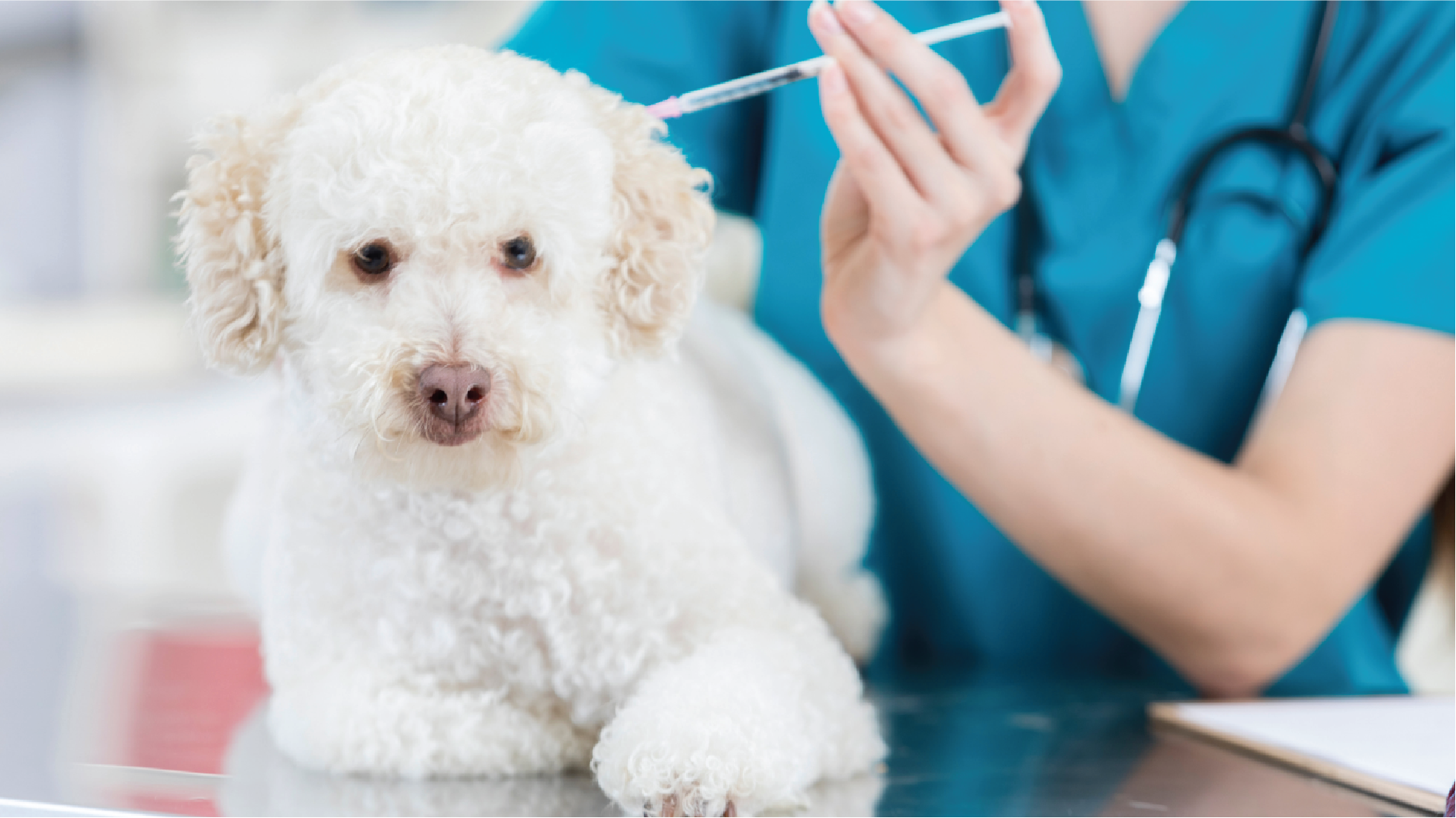 Dog Vaccination