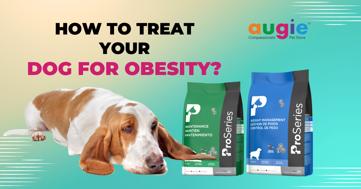 obesity in dogs